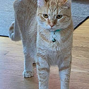 Pumpkin joined the competition — help win amazing prizes! cat, ginger_cat, tabby, pet, collar, bell, indoor, wooden_floor, standing, alert, feline, whiskers, ears, paws, fur, domestic, animal, closeup, pet_accessory, flooring