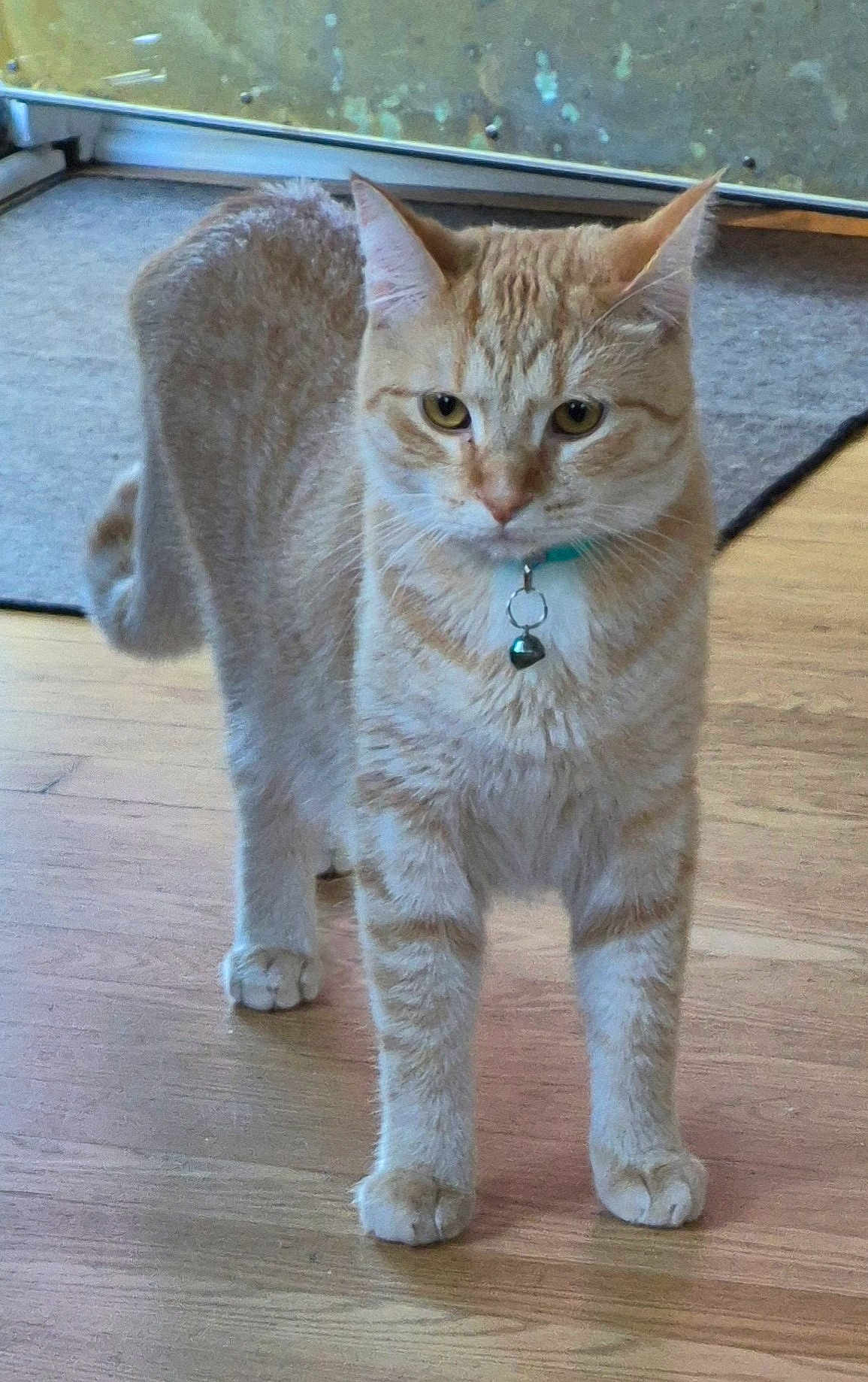 Pumpkin