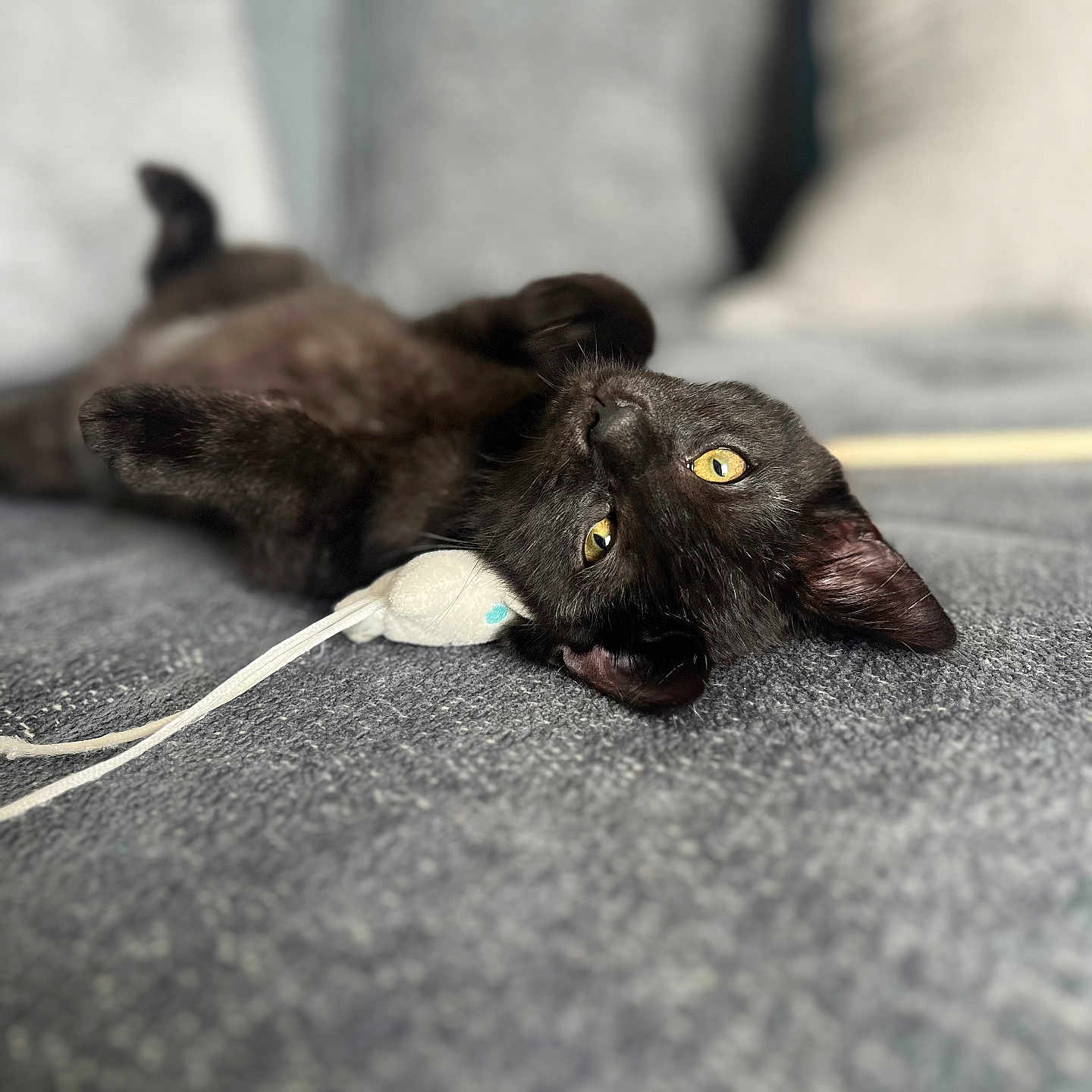 Junior participe au concours pour gagner de l'argent avec cette photo : abyssinian, accessories, animal, blackcat, blanket, bodypart, canine, cat, couch, finger, furniture, hand, homedecor, kitten, manx, person, pet, siamese, strap, wood