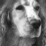 O'Neil participe au concours pour gagner de l'argent avec cette photo : dog, close_up, black_and_white, portrait, long_hair, wavy_fur, animal, pet, muzzle, nostrils, ears, whiskers, calm, thoughtful, texture, face, canine, furry, outdoor, nature