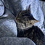 Callie joined the competition — help win amazing prizes! cat, tabby, sleeping, cozy, blanket, indoor, pet, fur, whiskers, relaxed, resting, cute, comfort, soft, texture, closeup, animal, domestic, nap, peaceful