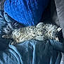 Callie is registered to the contest to win money with this photo: cat, tabby, sleeping, fluffy, blanket, cushion, blue, cozy, indoor, pet, fur, relaxation, nap, resting, soft, tail, whiskers, comfort, feline, home