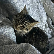 Callie joined the competition — help win amazing prizes! cat, tabby_cat, fur, whiskers, blanket, bed, sleepy, cozy, indoor, resting, pet, animal, cute, feline, pattern, soft, comfort, closeup, domestic_cat, relaxed