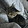 cat, tabby_cat, fur, whiskers, blanket, bed, sleepy, cozy, indoor, resting, pet, animal, cute, feline, pattern, soft, comfort, closeup, domestic_cat, relaxed