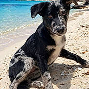 Moustik participe au concours pour gagner de l'argent avec cette photo : dog, puppy, beach, tropical, palm_trees, ocean, seashore, sand, water, black_and_white, animal, pet, sitting, outdoors, sunny, island, shoreline, portrait, floppy_ears, vacation
