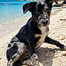 dog, puppy, beach, tropical, palm_trees, ocean, seashore, sand, water, black_and_white, animal, pet, sitting, outdoors, sunny, island, shoreline, portrait, floppy_ears, vacation