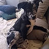 Moustik participe au concours pour gagner de l'argent avec cette photo : dog, puppy, black_and_white, floppy_ears, scruffy, sitting, lying_down, couch, sofa, cushions, blanket, indoor, living_room, home, pet, portrait, looking_at_camera, furry, tail, relaxed