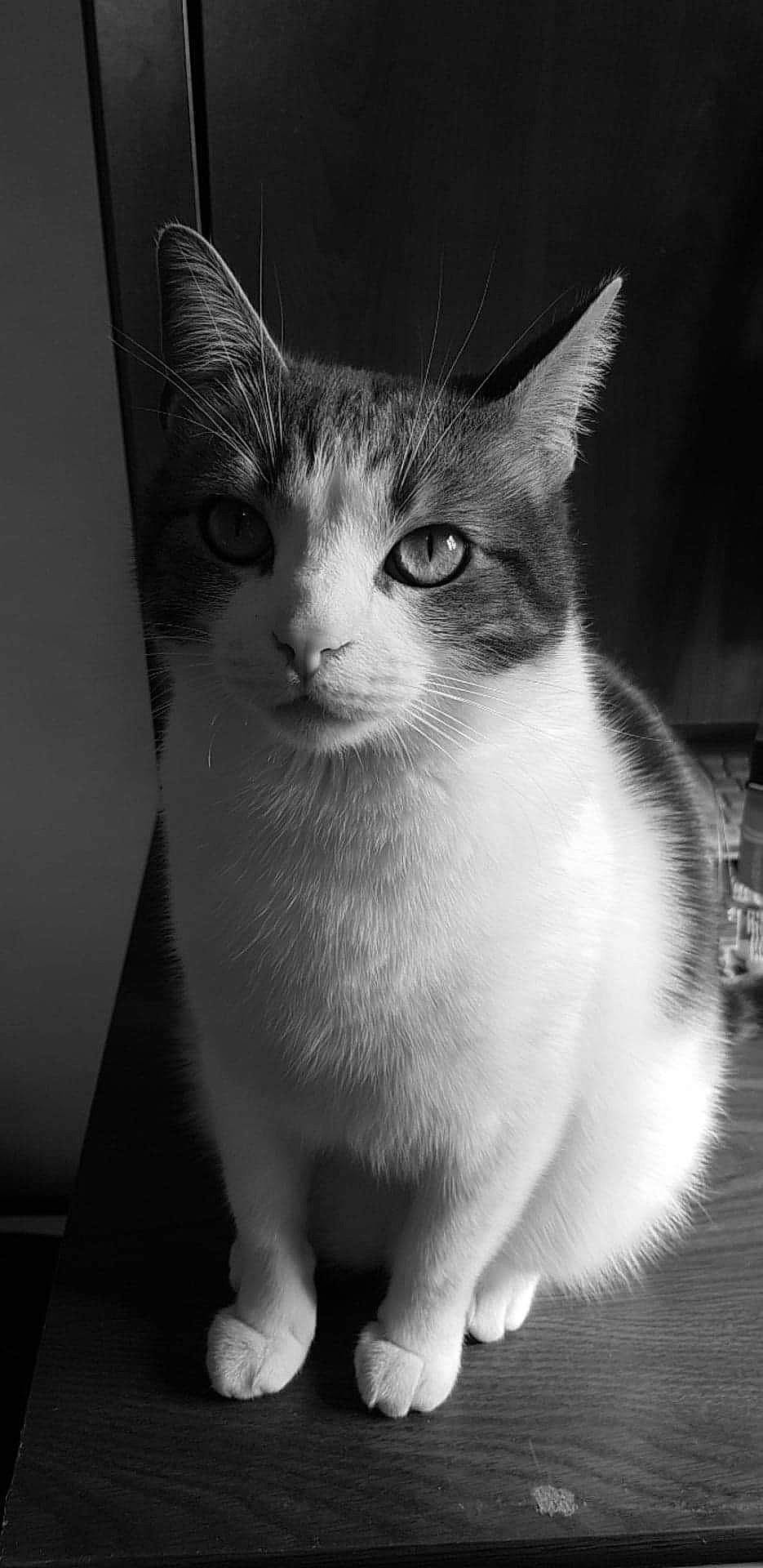 Mamour a rejoint le concours — aidez-le/la à gagner de superbes lots ! black_and_white, carnivore, cat, darkness, domestic_short_haired_cat, eye, felidae, fur, head, human_body, iris, monochrome, monochrome_photography, small_to_medium_sized_cats, snout, still_life_photography, style, whiskers