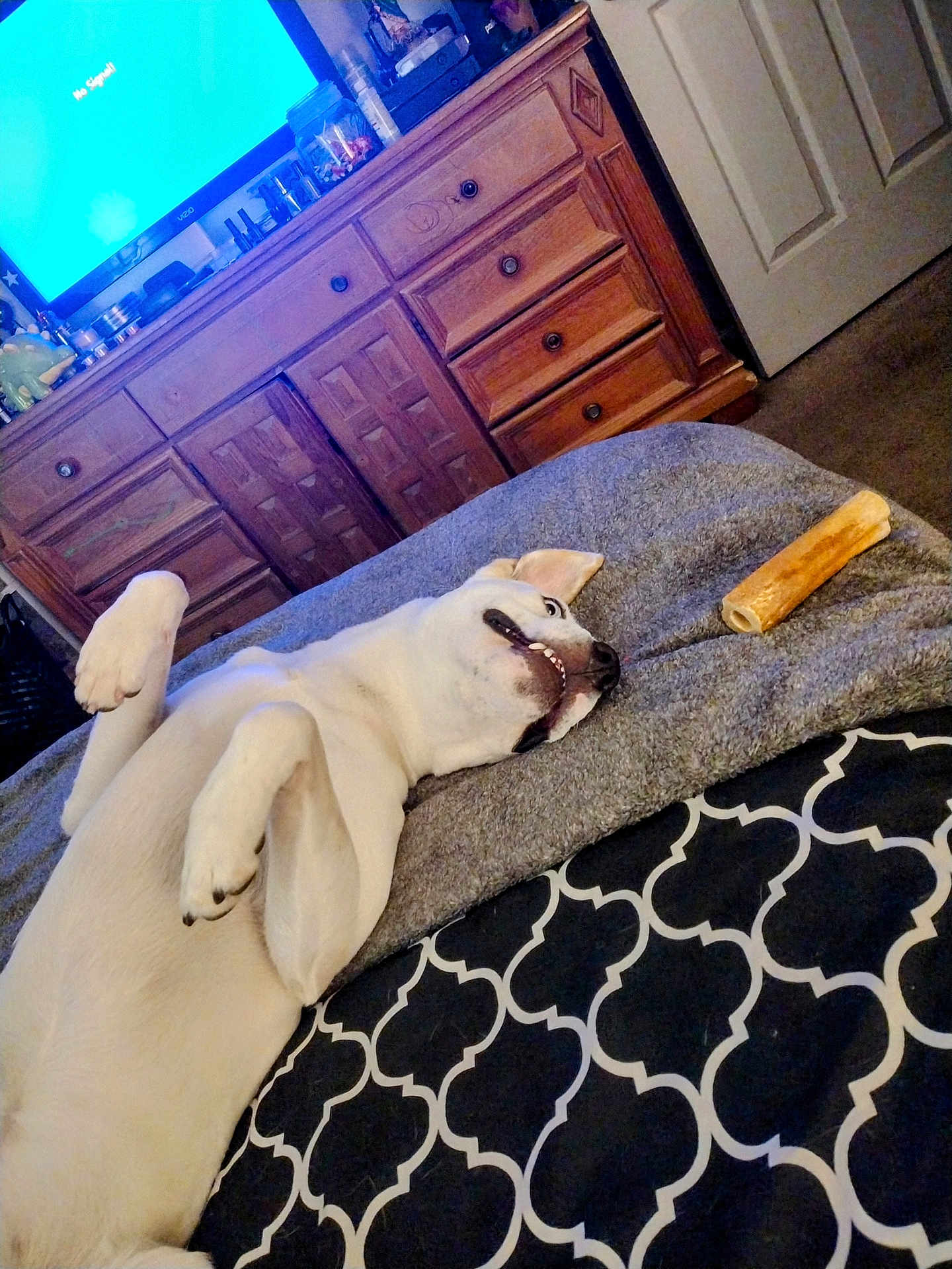Chico joined the competition — help win amazing prizes! dog, bed, bone, wooden_dresser, television, no_signal, carpet, blanket, indoor, pet, relaxed, playful, white_dog, furniture, room, door, animal, lying_down, canine, home