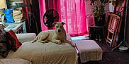 Chico joined the competition — help win amazing prizes! dog, living_room, couch, curtains, plant, rug, lamp, fan, pillow, blanket, table, window, indoor, furniture, home_decor, relaxing, pet, cozy, natural_light, floor