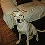 Chico joined the competition — help win amazing prizes! dog, white_dog, pet, indoor, couch, pillow, wood_floor, sitting, looking_at_camera, flash, red_eye, furniture, home, animal, canine, cute, ears, tail, floor_rug, living_room