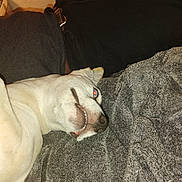 Chico is registered to the contest to win money with this photo: dog, pet, lying_down, blanket, indoor, light_fur, teeth, red_eye, relaxed, fabric, texture, clothing, black_clothes, resting, animal, canine, fur, snout, nose, ear