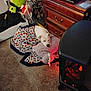 Chico joined the competition — help win amazing prizes! dog, sleeping, blanket, plush_toy, heater, carpet, drawer, furniture, indoor, decor, plant, stuffed_animal, relaxing, cozy, home, rest, pet, comfort, warmth, quiet