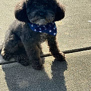 Logic is registered to the contest to win money with this photo: animal, bandana, black_dog, companion, cute, daylight, dog, fluffy, friendly, outdoor, pavement, pet, poodle, portrait, shadow, sidewalk, sitting, small_dog, stars, sunlight