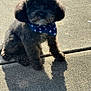 animal, bandana, black_dog, companion, cute, daylight, dog, fluffy, friendly, outdoor, pavement, pet, poodle, portrait, shadow, sidewalk, sitting, small_dog, stars, sunlight