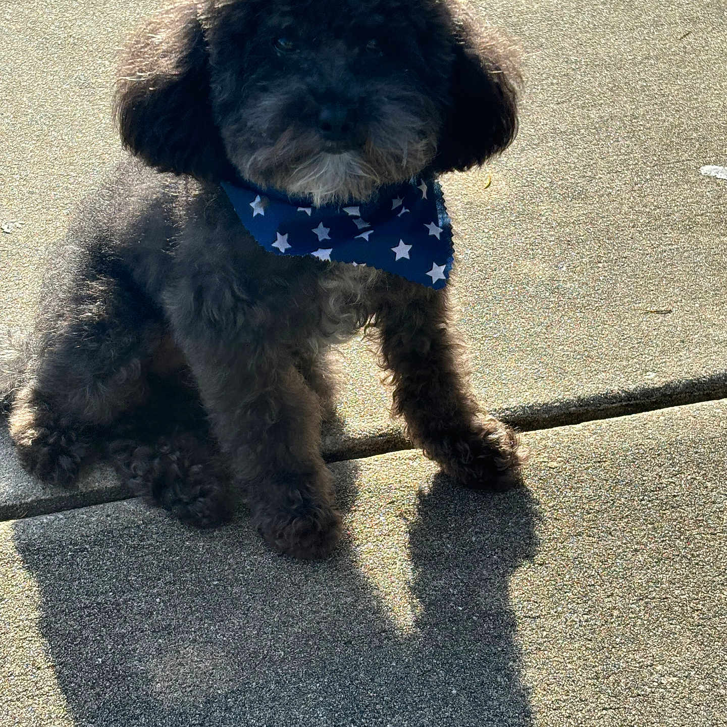 Logic is registered to the contest to win money with this photo: animal, bandana, black_dog, companion, cute, daylight, dog, fluffy, friendly, outdoor, pavement, pet, poodle, portrait, shadow, sidewalk, sitting, small_dog, stars, sunlight