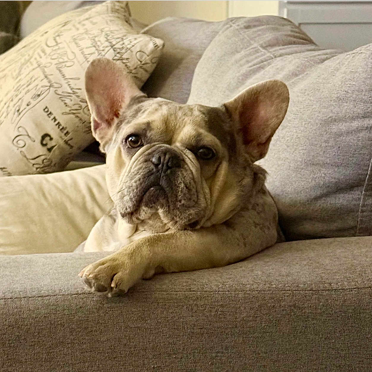 Dolph Aka Dude joined the competition — help win amazing prizes! animal, canine, closeup, comfort, couch, dog, domestic, ears, face, french_bulldog, fur, home, indoor, paw, pet, pillows, portrait, relaxing, resting, sofa