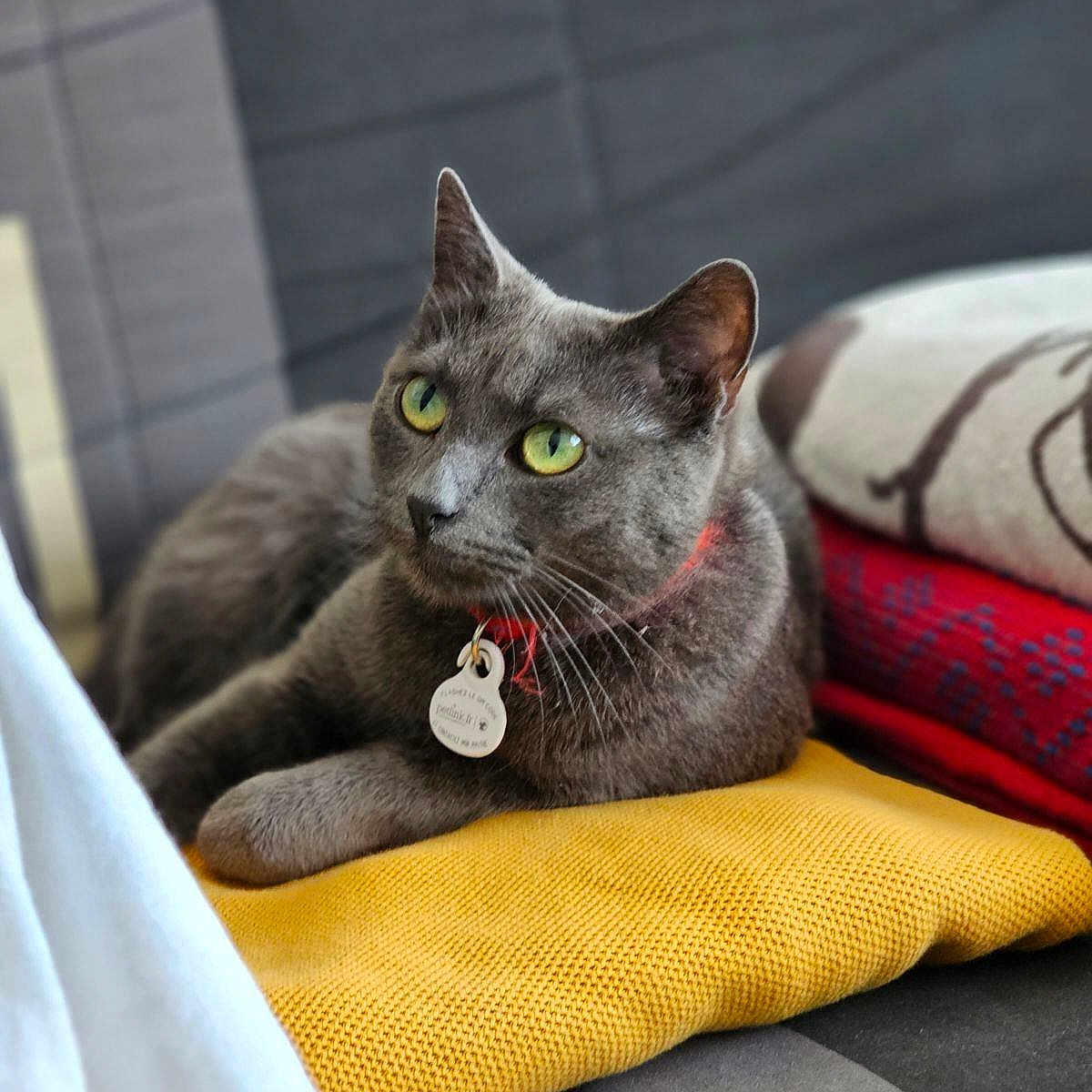 Mowglie