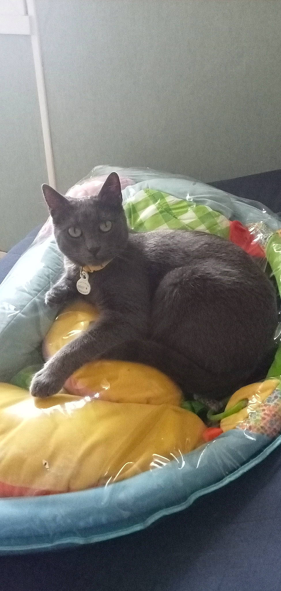 Mowglie participe au concours pour gagner de l'argent avec cette photo : bean_bag, black_cat, bombay, carnivore, cat, cat_bed, cat_supply, claw, comfort, domestic_short_haired_cat, felidae, fur, nap, sitting, small_to_medium_sized_cats, tail, terrestrial_animal, whiskers
