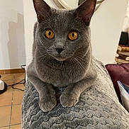 Virgule participe au concours pour gagner de l'argent avec cette photo : cat, gray_cat, pet, animal, feline, indoor, fur, whiskers, eyes, paws, blanket, texture, relaxed, looking_at_camera, home, furniture, cozy, closeup, cute, domestic_cat