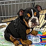 puppy, bulldog, dog, shopping_cart, pet, leash, black_and_tan, fur, cute, animal, pet_accessory, indoor, shopping, plastic_packaging, floor, looking_up, young_dog, sitting, wrinkles, ears