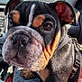 dog, bulldog, pet, close_up, car_interior, sunlight, animal, face, wrinkles, black_fur, brown_fur, white_marking, leash, seat, window, reflection, snout, ears, collar, companion