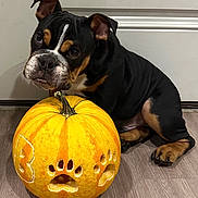 Tank joined the competition — help win amazing prizes! animal, autumn, black_dog, brown_dog, carved_pumpkin, close_up, cute, decor, dog, door, fall, floor, holiday, indoor, paw_prints, pet, portrait, pumpkin, puppy, young_dog