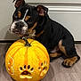 animal, autumn, black_dog, brown_dog, carved_pumpkin, close_up, cute, decor, dog, door, fall, floor, holiday, indoor, paw_prints, pet, portrait, pumpkin, puppy, young_dog