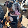 Tank is registered to the contest to win money with this photo: animal, black_and_brown, bulldog, canine, car, close_up, companion, cute, dog, happy, indoor, leather_seat, pet, puppy, seat, steering_wheel, sunlight, tongue_out, vehicle, young