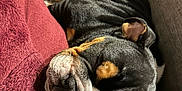 Tank is registered to the contest to win money with this photo: animal, black, blanket, brown, canine, closeup, comfort, couch, cozy, dog, fur, home, indoor, nap, pet, relaxation, resting, sleeping, soft, white