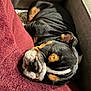 Tank is registered to the contest to win money with this photo: dog, sleeping, blanket, couch, indoor, cozy, pet, resting, fur, black, brown, white, closeup, comfort, relaxation, animal, canine, home, soft, nap