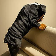Tank is registered to the contest to win money with this photo: puppy, dog, wrinkles, black_and_tan, standing, couch, leather, indoor, pet, curious, shadow, studio_lighting, animal, fur, paw, young_dog, side_view, background, cute, canine