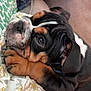 Tank is registered to the contest to win money with this photo: bulldog, puppy, dog, resting, close_up, paws, face, black_and_tan, wrinkles, blanket, floral_pattern, couch, cozy, cute, pet, animal, indoor, fur, ears, relaxed