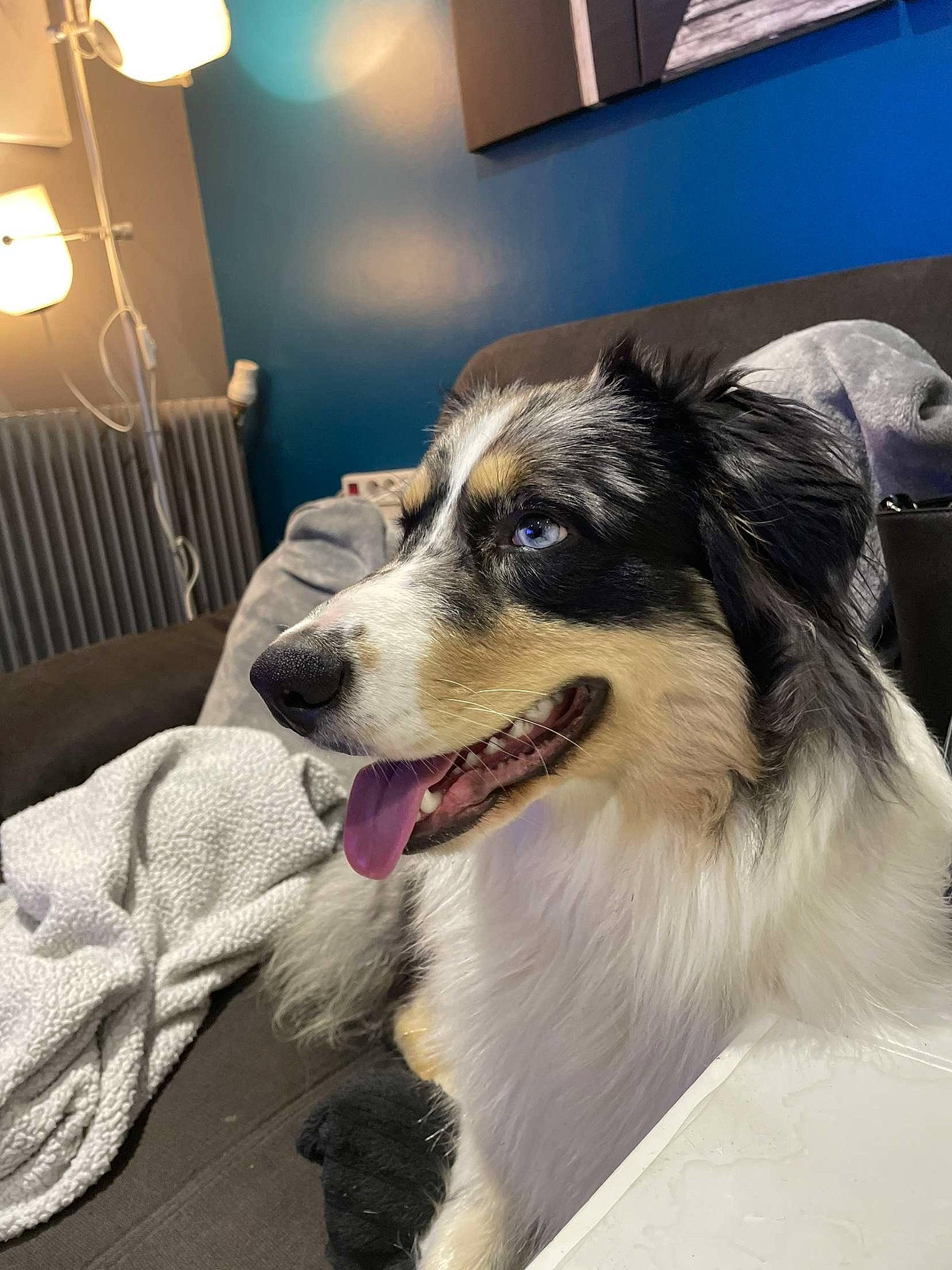 Naya a rejoint le concours — aidez-le/la à gagner de superbes lots ! border_collie, carnivore, companion_dog, dog, dog_breed, flooring, foot, fur, lamp, light, light_fixture, picture_frame, snout, sporting_group, whiskers, working_dog