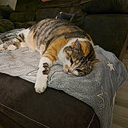 Mia participe au concours pour gagner de l'argent avec cette photo : animal, blanket, calico_cat, cat, couch, cozy, domestic_cat, feline, fur, indoor, living_room, lounging, paws, pet, relaxed, resting, sleepy, star_pattern, tabby_cat, whiskers