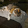 animal, blanket, calico_cat, cat, couch, cozy, domestic_cat, feline, fur, indoor, living_room, lounging, paws, pet, relaxed, resting, sleepy, star_pattern, tabby_cat, whiskers