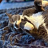 Cletus is registered to the contest to win money with this photo: cat, sleeping, gray_cat, white_paws, plush_blanket, bedroom, indoor, cozy, pet, animal, fur, relaxed, napping, cute, feline, soft_texture, home, resting, domestic_cat, closeup