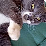 Cletus joined the competition — help win amazing prizes! cat, gray_cat, white_paws, yellow_eyes, pet, animal, feline, cute, relaxed, cushion, green_cushion, outdoor, fur, whiskers, paw, closeup, portrait, resting, domestic_cat, playful