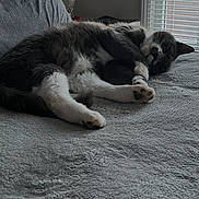 Cletus is registered to the contest to win money with this photo: cat, gray_cat, white_paws, bed, blanket, lamp, window, blinds, indoor, cozy, sleeping_cat, resting, pet, feline, fur, paw, relaxing, home, soft_texture, screenshot