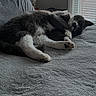 cat, gray_cat, white_paws, bed, blanket, lamp, window, blinds, indoor, cozy, sleeping_cat, resting, pet, feline, fur, paw, relaxing, home, soft_texture, screenshot