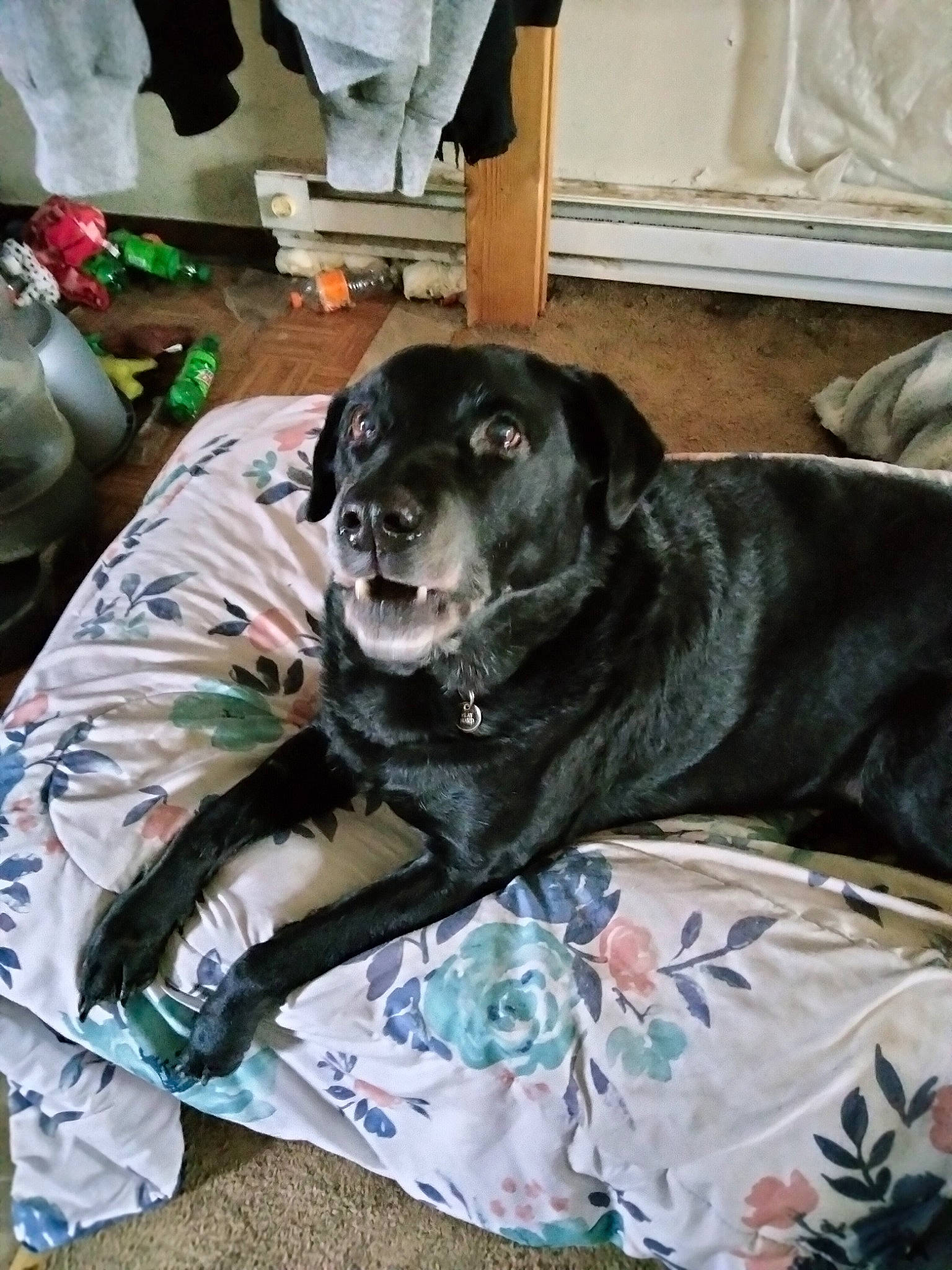 Samantha is registered to the contest to win money with this photo: bed, carnivore, chair, comfort, companion_dog, couch, dog, dog_breed, dog_supply, fur, guard_dog, linens, non_sporting_group, puppy, room, snout, sporting_group, whiskers, working_animal, working_dog