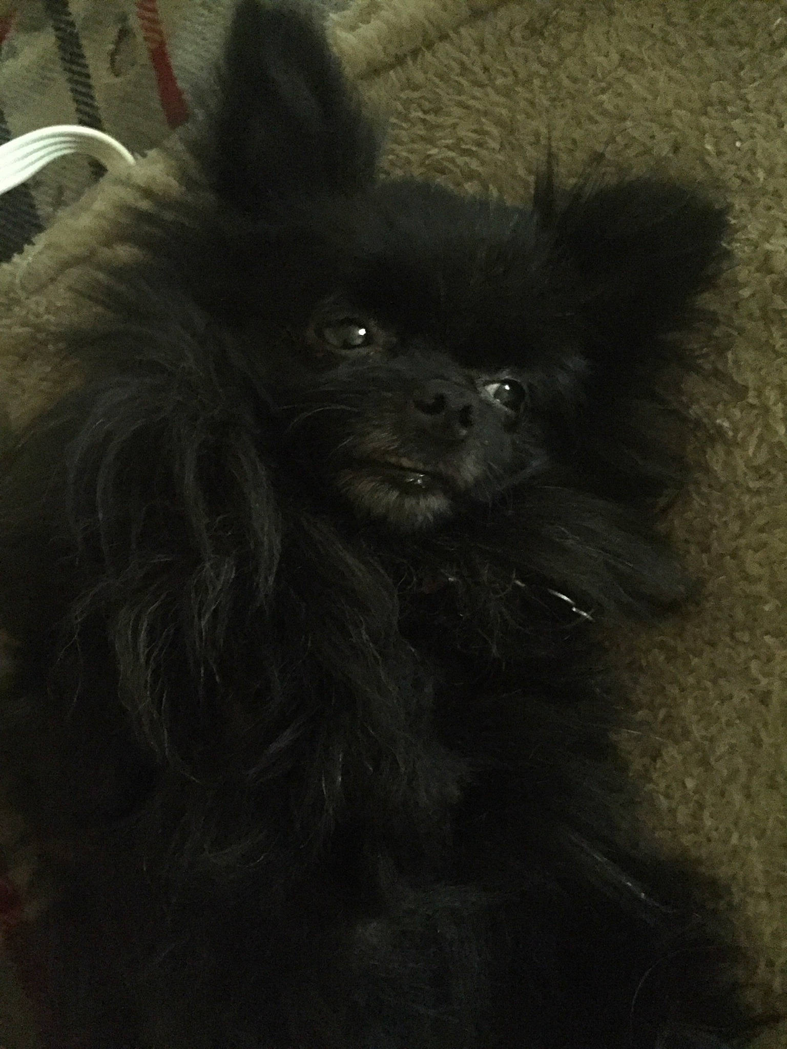 Bear joined the competition — help win amazing prizes! canidae, carnivore, companion_dog, dog, dog_breed, fur, german_spitz_mittel, mammal, non_sporting_group, pomeranian, puppy, snout, spitz, toy_dog