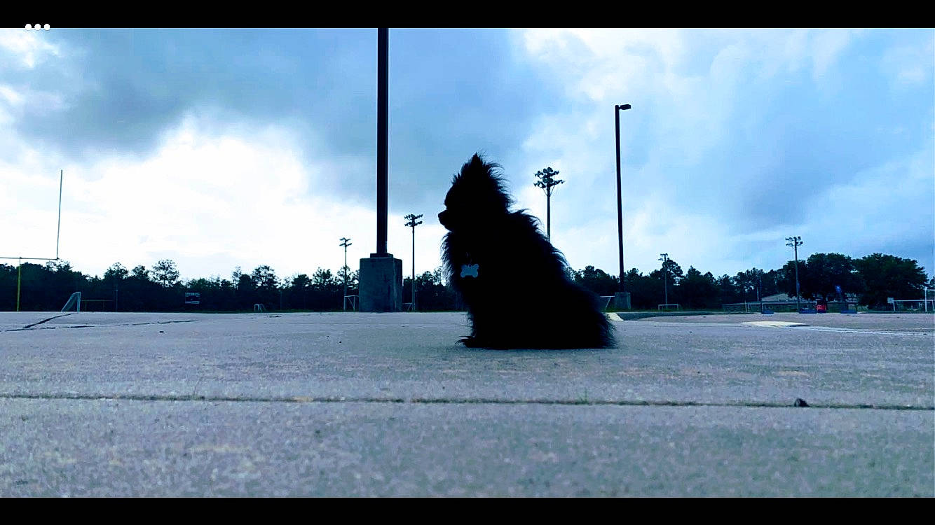 Bear is registered to the contest to win money with this photo: asphalt, canidae, cloud, non_sporting_group, road, road_surface, shadow, sky, street, street_light