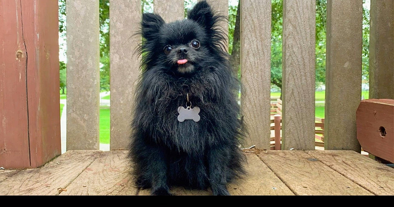 Bear joined the competition — help win amazing prizes! canidae, carnivore, companion_dog, dog, dog_breed, german_spitz, german_spitz_klein, german_spitz_mittel, keeshond, mammal, non_sporting_group, pomeranian, snout, spitz, vertebrate