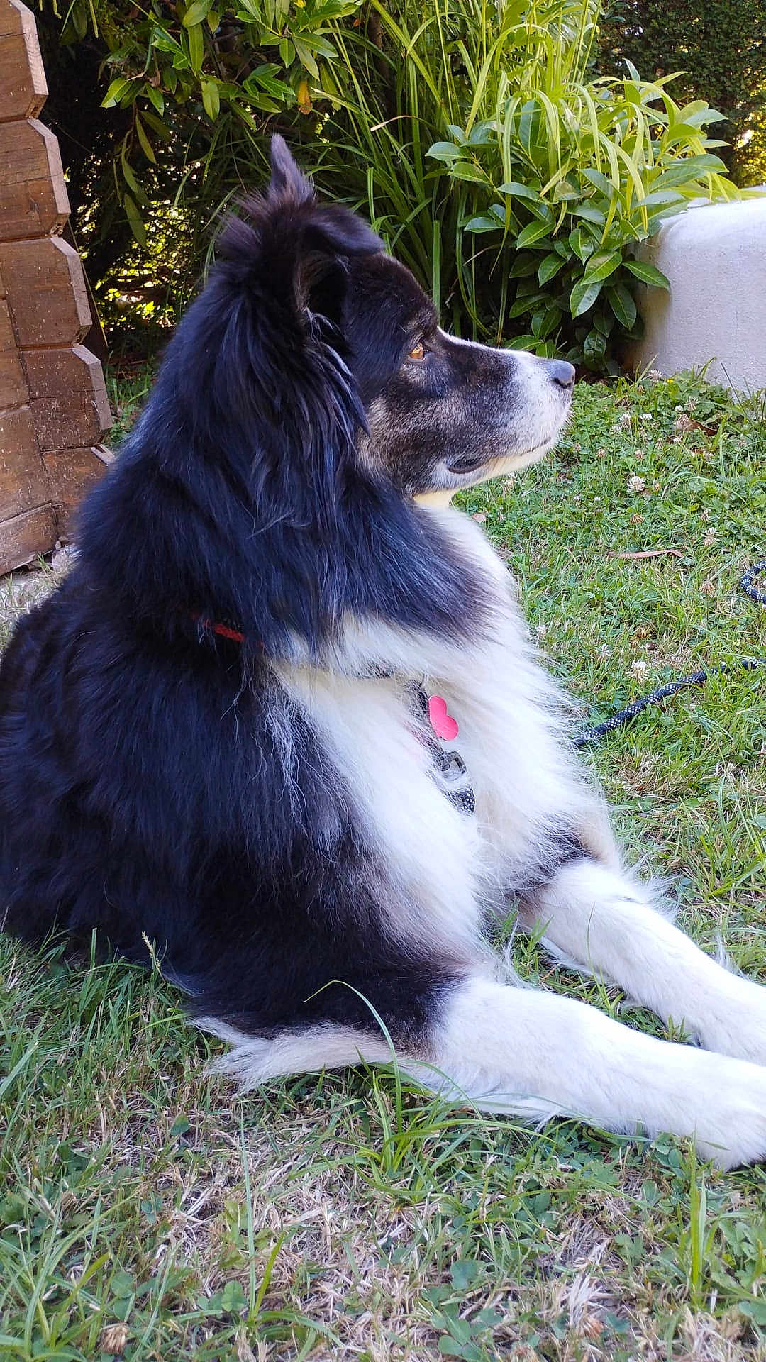 Pepsi a rejoint le concours — aidez-le/la à gagner de superbes lots ! animal, black_and_white, canine, collar, daylight, dog, ears, fluffy, fur, garden, grass, greenery, leaves, muzzle, nature, outdoor, paws, pet, relaxing, side_view