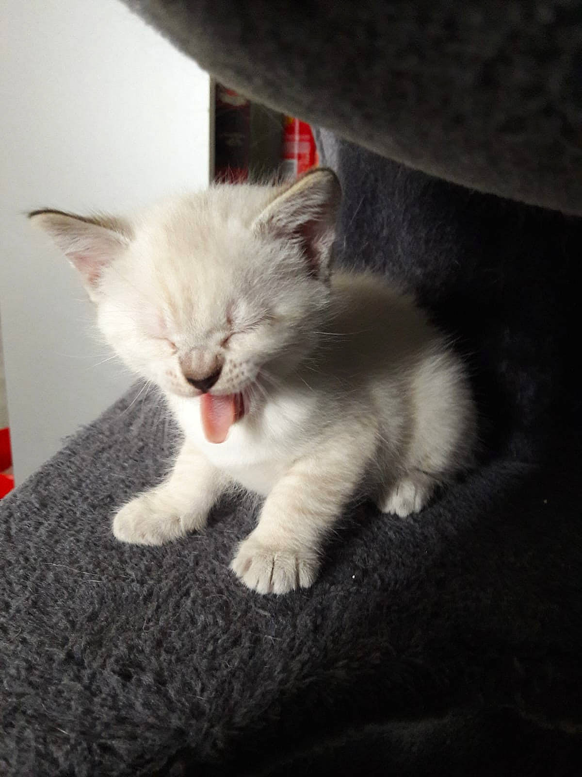 Plume a rejoint le concours — aidez-le/la à gagner de superbes lots ! carnivore, cat, claw, comfort, domestic_short_haired_cat, felidae, foot, fur, paw, sitting, small_to_medium_sized_cats, snout, tail, whiskers