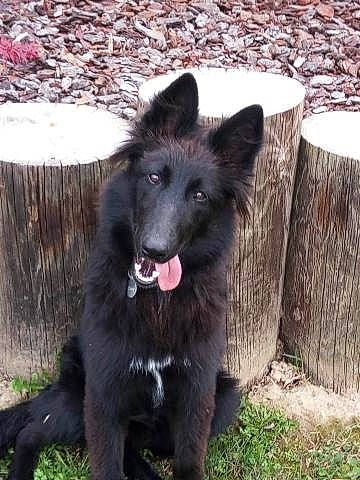 Prissy a rejoint le concours — aidez-le/la à gagner de superbes lots ! canidae, carnivore, companion_dog, dog, dog_breed, grass, herding_dog, king_shepherd, non_sporting_group, sporting_group, terrestrial_animal, working_animal, working_dog