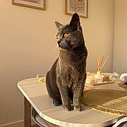 Lucky a rejoint le concours — aidez-le/la à gagner de superbes lots ! cat, gray_cat, orange_eyes, whiskers, table, dining_table, placemat, woven_placemat, diffuser, home_decor, framed_art, minimalist_interior, sunlight, indoor, cozy, wooden_leg, chair, tray, pet, portrait