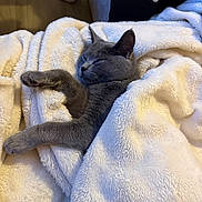Lucky participe au concours pour gagner de l'argent avec cette photo : cat, sleeping_cat, gray_cat, pet, blanket, fuzzy_blanket, cozy, paw, fur, indoor, home, relaxing, close_up, resting, sofa, human_leg, sock, wooden_floor, calm, portrait