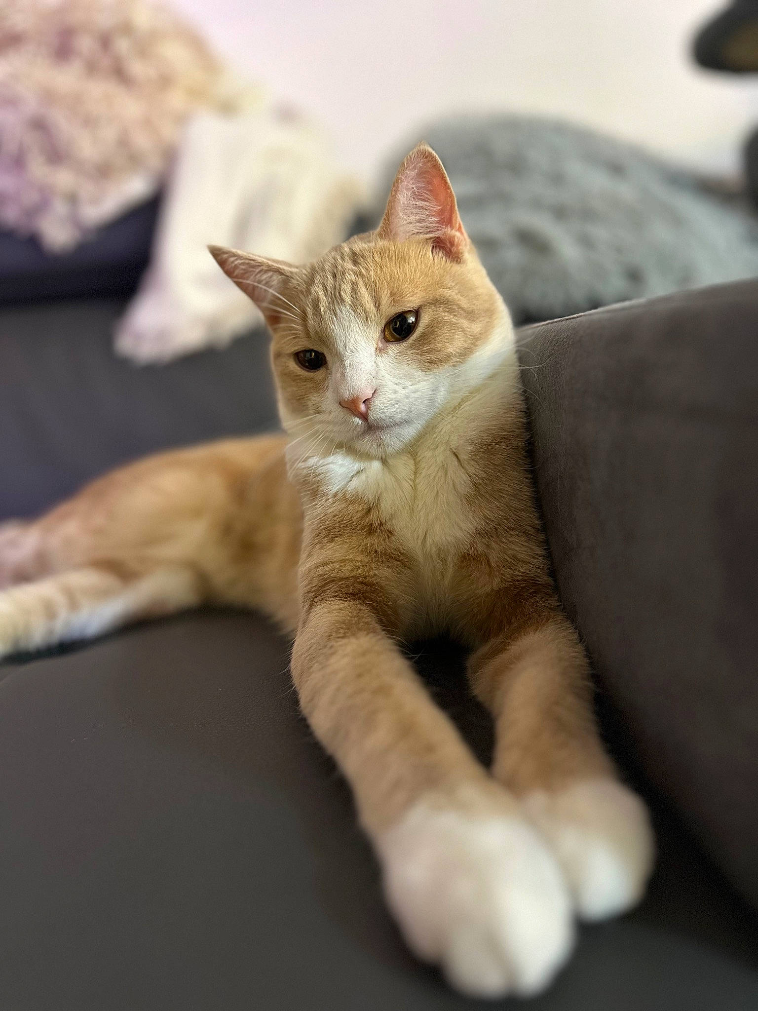 Rio a rejoint le concours — aidez-le/la à gagner de superbes lots ! carnivore, cat, claw, comfort, domestic_short_haired_cat, eye, fawn, felidae, fur, gesture, jaw, paw, sitting, small_to_medium_sized_cats, snout, tail, terrestrial_animal, whiskers, wildlife, wood